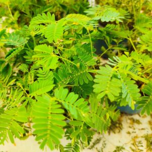 Mimosa pudica, Mimosa pudique, plante sensitive, Shameplant