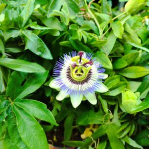 Passiflora caerulea, Floraison et feuillage de Passiflore bleue, Fleur de Passiflore bleue, floraison Passiflora caerulea