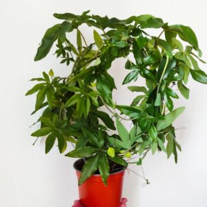 Passiflora caerulea, Passiflore bleue, plant de Passiflora caerulea, Plant de passiflore bleue, achat de passiflore bleue