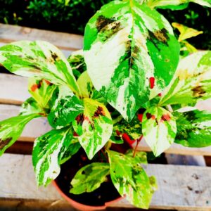 Persicaria Painters palette, Plant de Persicaire panachée, Plant de Renouée panachée