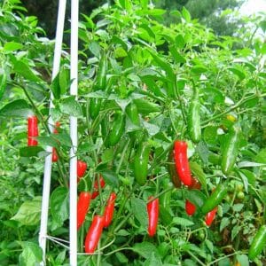 Piment serrano - Culture de Capsicum annum Serrano