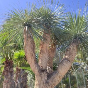 Yucca rostrata, Yucca arbustif, Plant de Yucca rostrata, Plant de Yucca arbustif, Troncs de Yucca rostrata