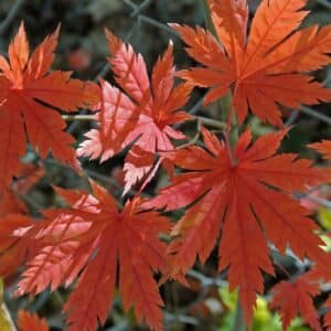 Feuilles colorées d'Acer pseudosieboldianum, Feuillage d'automne d'Érable de Corée