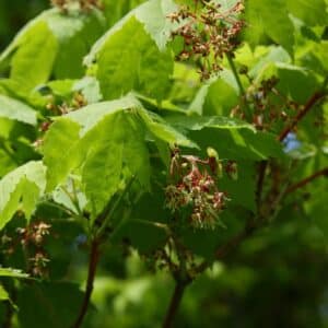 Acer pseudosieboldianum en fleur, Inflorescence d'Érable de Corée, Graines d'Acer pseudosieboldianum, Graines d'Érable de Corée