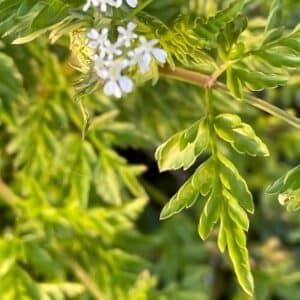 Feuilles d'Anthriscus sylvestris 'Golden fleece', Feuillage et fleurs de Cerfeuil sauvage doré