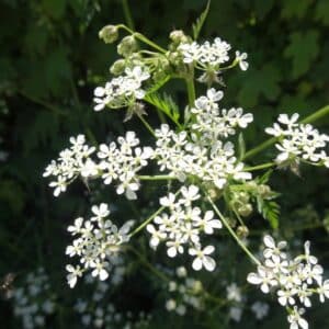 Anthriscus sylvestris 'Golden fleece' en fleur, Fleurs de Cerfeuil sauvage doré, Graines d'Anthriscus sylvestris 'Golden fleece', Graines de Cerfeuil sauvage