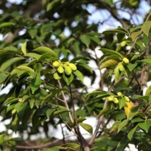 Feuillage et infrutescence d'Aquilaria sinensis ou Bois d'aigle de Chine