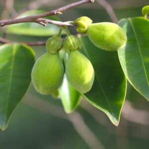Infrutescence d'Aquilaria sinensis, Fruits et feuilles de Bois d'aigle de Chine, Graines d'Aquilaria sinensis, Graines de Bois d'aigle de Chine