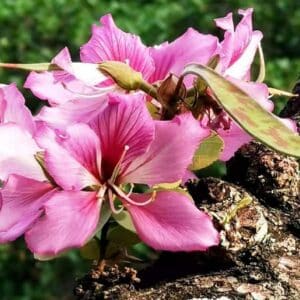 Fleurs de Bauhinia variegata ou Kachnar, Détails d'une fleur d'Arbre aux orchidées, Graines de Bauhinia variegata, Graines de Kachnar, Graines d'Arbre aux orchidées