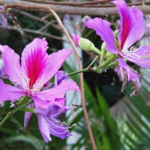 Floraison de Bauhinia variegata, Fleurs d'Arbre aux orchidées, Graines de Bauhinia variegata, Graines de Kachnar, Graines d'Arbre aux orchidées