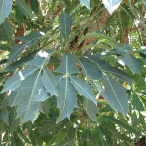 Larges feuilles de Cussonia spicata, Feuillage de Cussonie en épis, Graines de Cussonia spicata, Graines de Cussonie en épis, Graines d'Arbre à choux