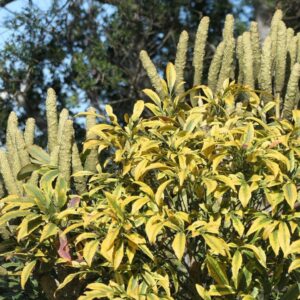 Feuillage et épis de Cussonia spicata, Inflorescence de Cussonie en épis, Graines de Cussonia spicata, Graines de Cussonie en épis, Graines d'Arbre à choux