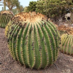Culture d'Echinocactus platyacanthus, Colonie de Giant Barrel cactus
