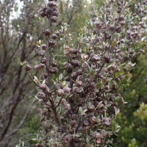 Capsules et feuilles de Gaudium glaucescens ou d'Arbre à thé bleu-vert, Graines de Gaudium glaucescens, Graines d'Arbre à thé bleu-vert, Graines de Leptospermum glaucescens