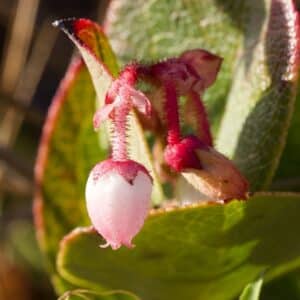 Fleur de Gaultheria shallon, Détails d'une fleur de Gaulthérie shallon
