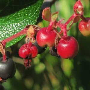 Infrutescence de Gaultheria shallon, Fruits de Gaulthérie shallon