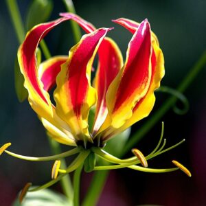 Fleur de Gloriosa superba, Détails d'une fleur de Lis de Malabar, Graines de Gloriosa superba, Graines de Lis de Malabar