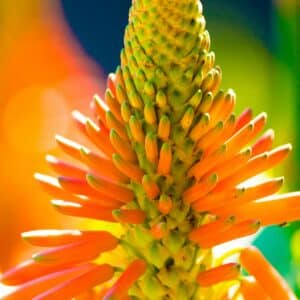 Détails des fleurs de Kniphofia uvaria , Graines de Kniphofia uvaria, Graines de Tritome, Graines de Toison de Satan