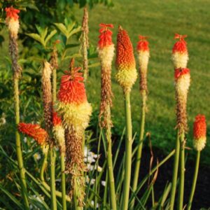 Epis de fleurs de Kniphofia uvaria, Inflorescence de Tritome