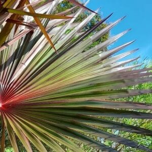 Détails d'une palme de Latania lontaroides, Pétioles rouges de Latanier rouge, Graines de Culture de Latania lontaroides, Graines de Latanier rouge