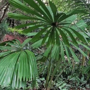 Licuala paludosa, Vue générale de Licuala doré, Graines de Licuala paludosa, Graines de Licuala aurantiaca, Graines de Licuala doré