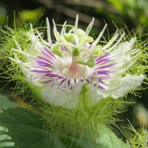 Détails d'une fleur de Passiflora foetida var. gossypiifolia ou Passiflore poc-poc, Graines de Passiflora foetida var. gossypiifolia, Graines de Passiflore poc-poc, Graines de Passiflora gossypiifolia