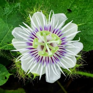Passiflora foetida var. gossypiifolia en fleur, Fleur et feuilles de Passiflore poc-poc, Graines de Passiflora foetida var. gossypiifolia, Graines de Passiflore poc-poc, Graines de Passiflora gossypiifolia