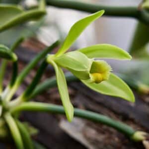 Vanilla planifolia d'Inde en fleur, Fleur de Vanille du Kerala, Graines de Vanilla planifolia d'Inde, Graines de Vanille du Kerala