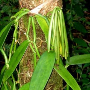 Fructification de Vanilla planifolia d'Inde, Gousses de Vanille du Kerala, Graines de Vanilla planifolia d'Inde, Graines de Vanille du Kerala