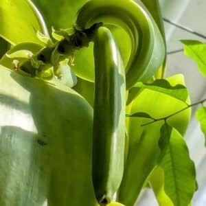 Fruit de Vanilla pompona subsp. grandiflora, Détails d'une gousse de Vanille sauvage du Pérou, Graines de Vanilla pompona subsp. grandiflora, graines de Vanille sauvage du Pérou