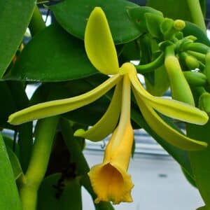Floraison de Vanilla pompona subsp. grandiflora, Fleur de la Vanille sauvage du Pérou