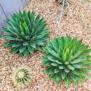 Agaves victoria reginae, Plants Agave avec Echinocactus grusonii