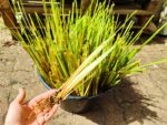 Chrysopogon zizanioides, Vetiver, Vétyver, Plants de Chrysopogon zizanioides, plants de Vetiver