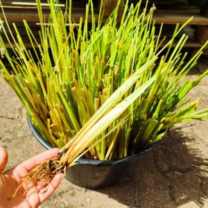 Chrysopogon zizanioides, Vetiver, Vétyver, Plants de Chrysopogon zizanioides, plants de Vetiver