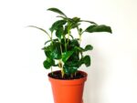 Plants de Café, plants de caféier, plant de Coffea arabica, Caféiers en pot