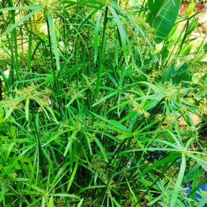 Plants de Cyperus alternifolius, Plants de souchet a feuilles alternes en bassin