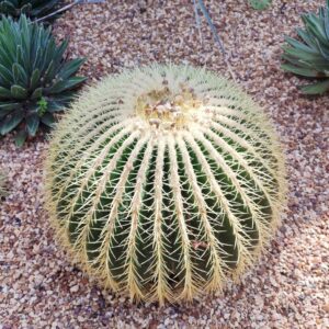 Echinocactus grusonii, Plant Echinocactus grusonii avec agaves en massif