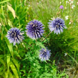 Echinops-sp , Floraison Echinops, Floraison de Boule azurée, Echinops en fleurs