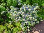 Eryngium planum, Floraison du Panicaut à feuilles planes, Floraison Eryngium planum