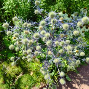 Eryngium planum, Floraison du Panicaut à feuilles planes, Floraison Eryngium planum