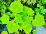 Paulownia, Feuillage de Paulownia, Feuilles du Paulownia
