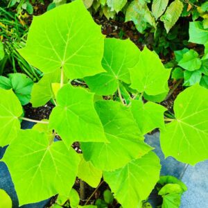 Paulownia, Feuillage de Paulownia, Feuilles du Paulownia
