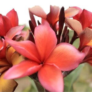 Graines de frangipanier Sandong, plumeria Sandong, fleur des temples, graines de Plumeria rubra cv. Sandong, Plumeria rubra cv. Sandoung, Frangipanier 'Sandoung'
