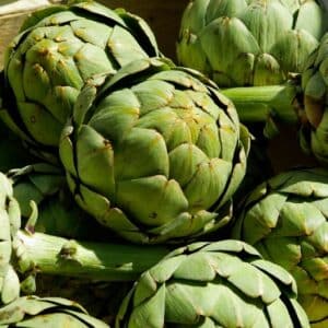 Pommes de Cynara scolymus - Récolte d'Artichaut