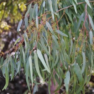 Feuilles d'Eucalyptus camaldulensis, Feuillage du Gommier rouge des rivières, Graines d'Eucalyptus camaldulensis, Graines de Gommier rouge des rivières