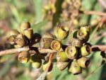 Fructification d'Eucalyptus odorata, Capsules de Peppermint box , Graines d'Eucalyptus odorata, Graines de Peppermint box
