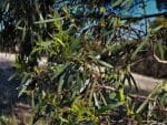 Feuilles d'Eucalyptus odorata, Feuillage de Peppermint box