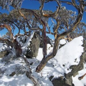 Eucalyptus pauciflora subsp. niphophila en milieu naturel, Vue générale d'un Gommier des neiges