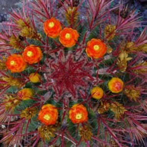 Ferocactus gracilis subsp. gracilis en fleur, Fleurs et épines rouges de Fire barrel cactus, Graines de Ferocactus gracilis subsp. gracilis, Graines de Fire barrel cactus