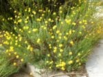 Santolina rosmarinifolia en jardinière, Culture de Santoline à feuilles de romarin